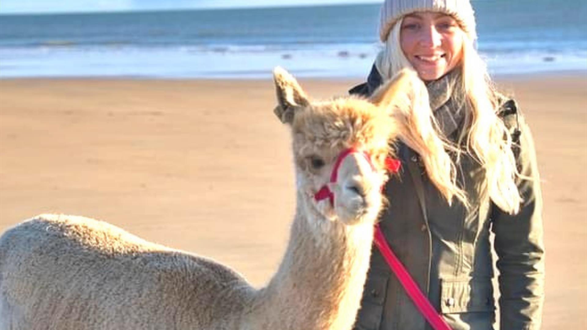 Festive Alpaca Beach Trek