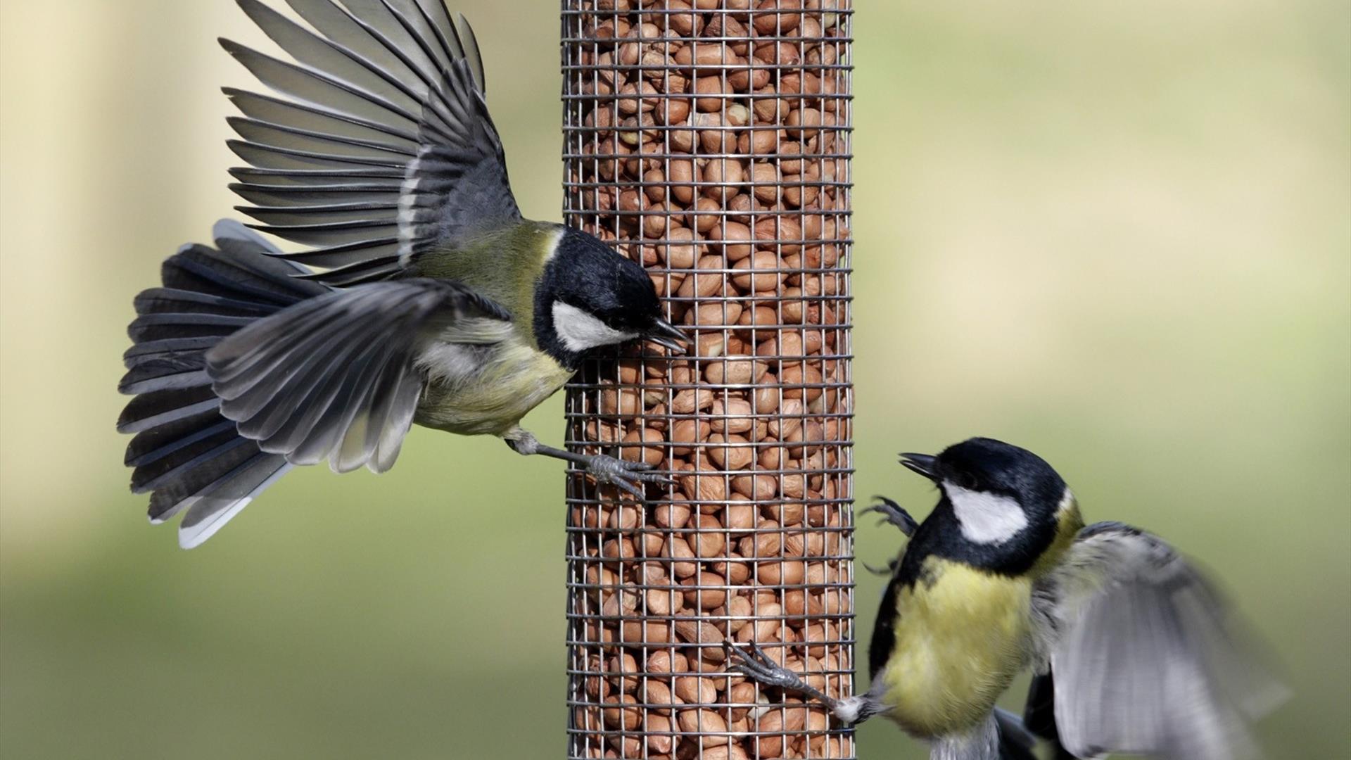 Birds Feeding