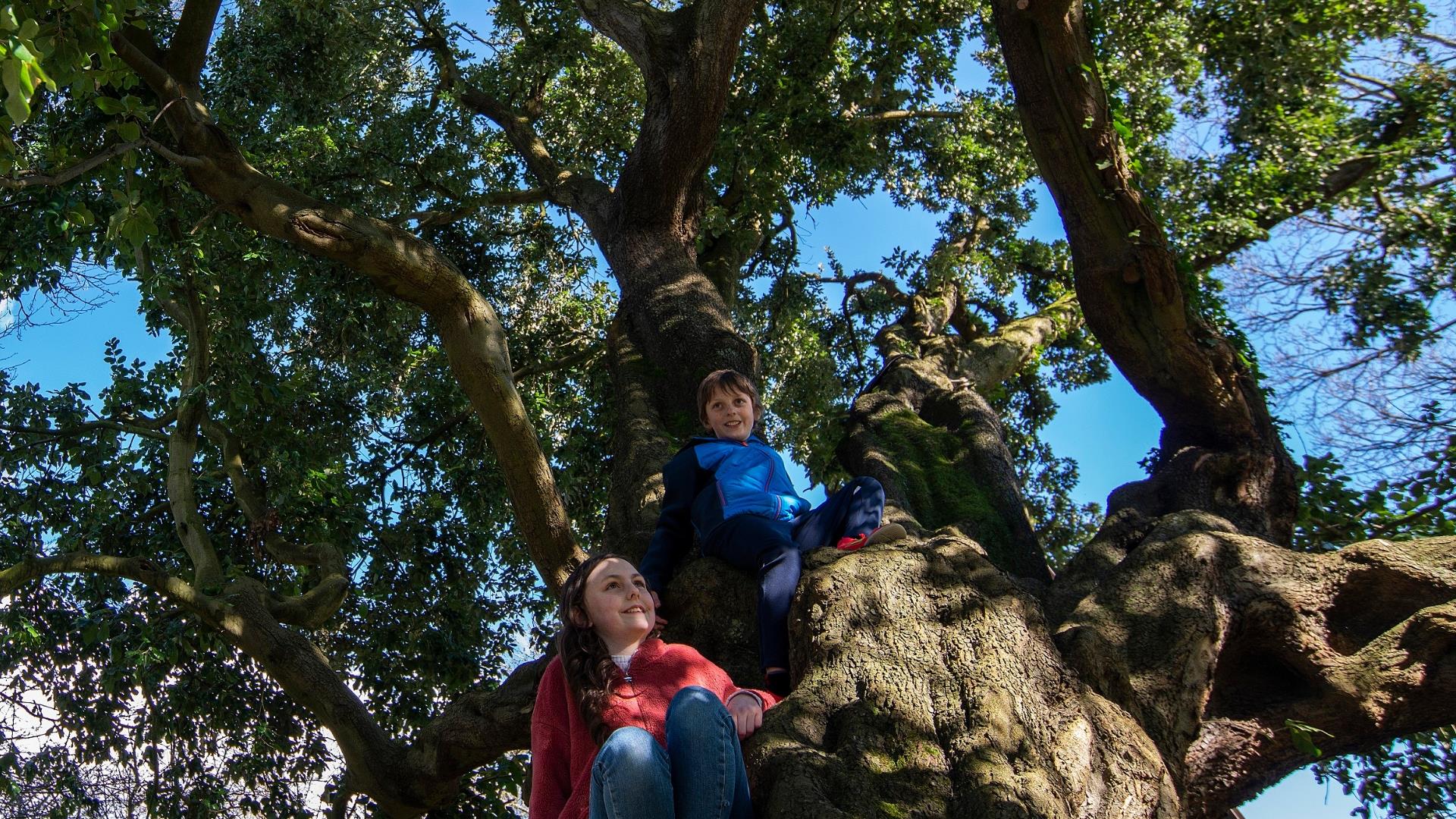 Old Holmer Tree in Kilbroney Park