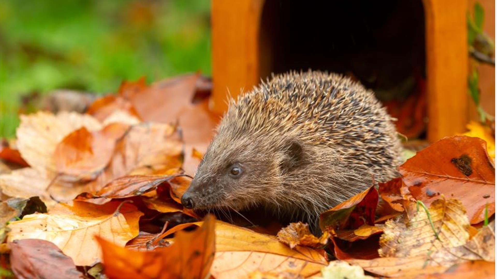 Hedgehog