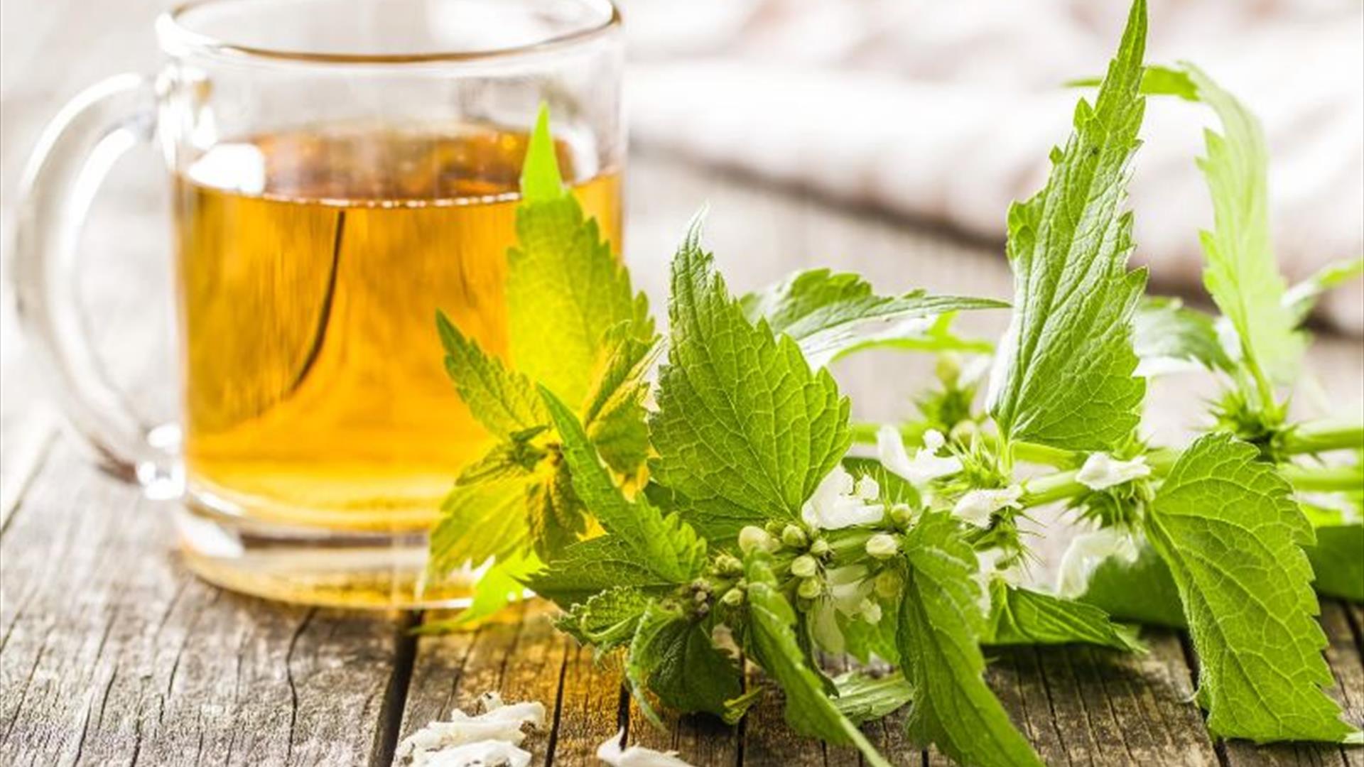 Nettle Tea