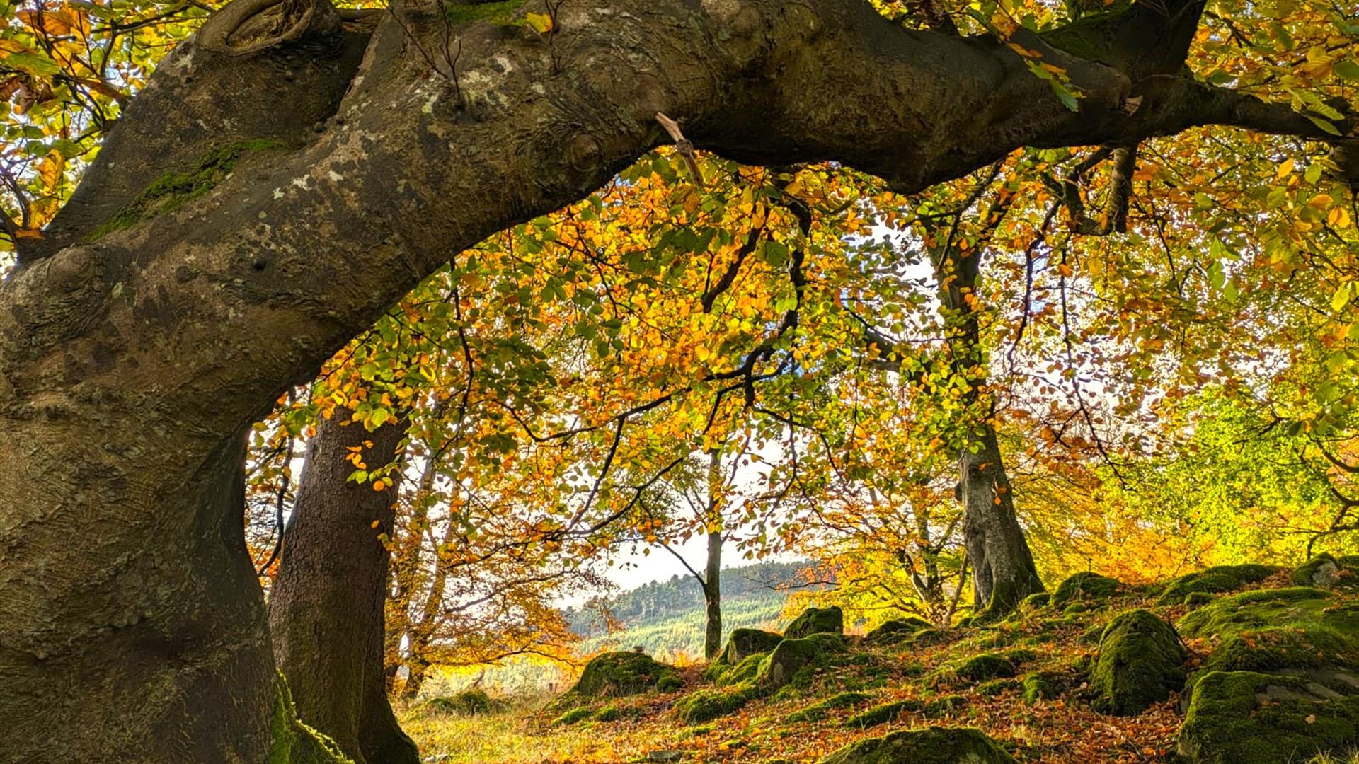 Nurturing Nature Retreat forest image