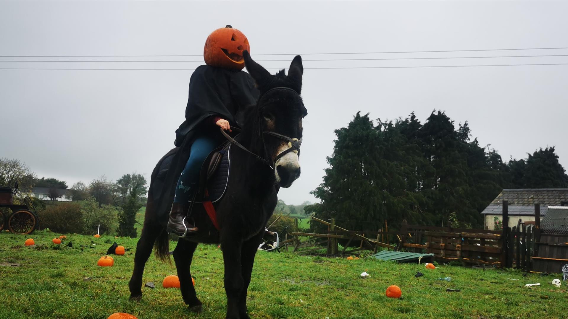 Donkey Rider with Pumpkin Head
