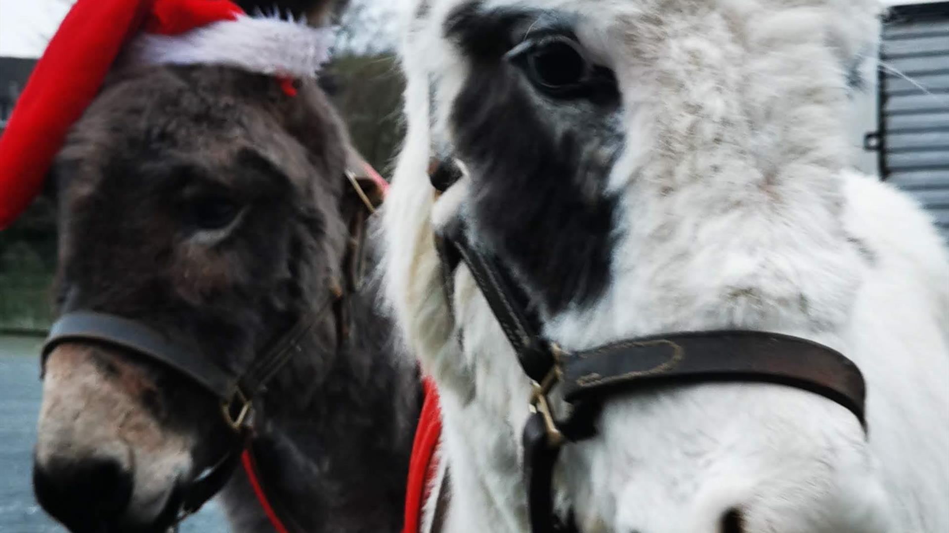 Donkeys in Santa Hats