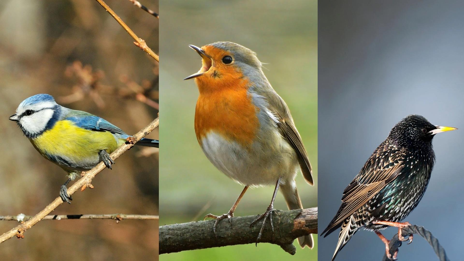 Talk by Clive Scoular: Birds of Scotland and Northern Ireland