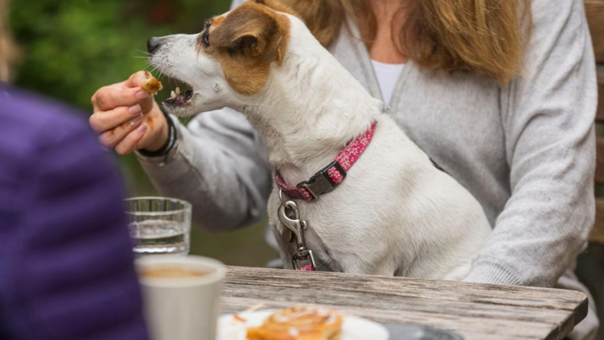 Jack Russell Terrier on a woman's lap sitting on a park bench. She is feeding him a piece of a cinnamon roll.