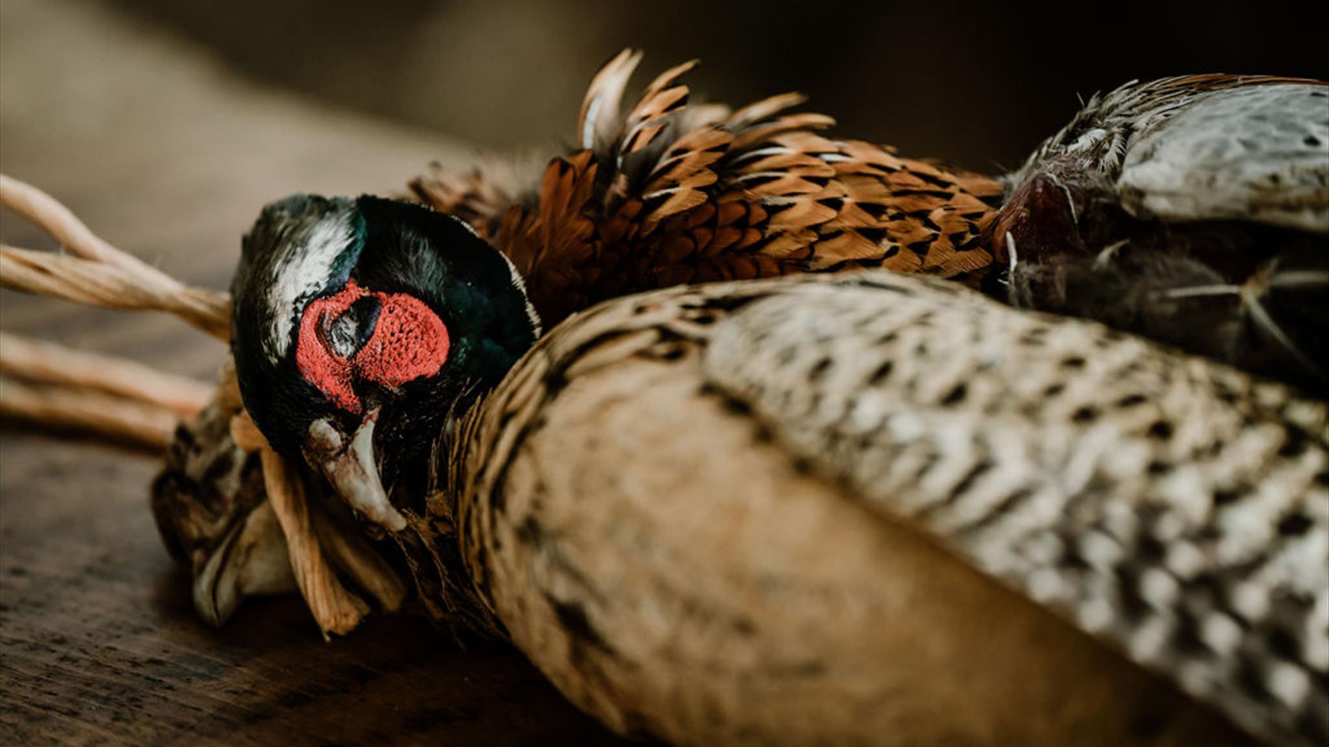 pheasant