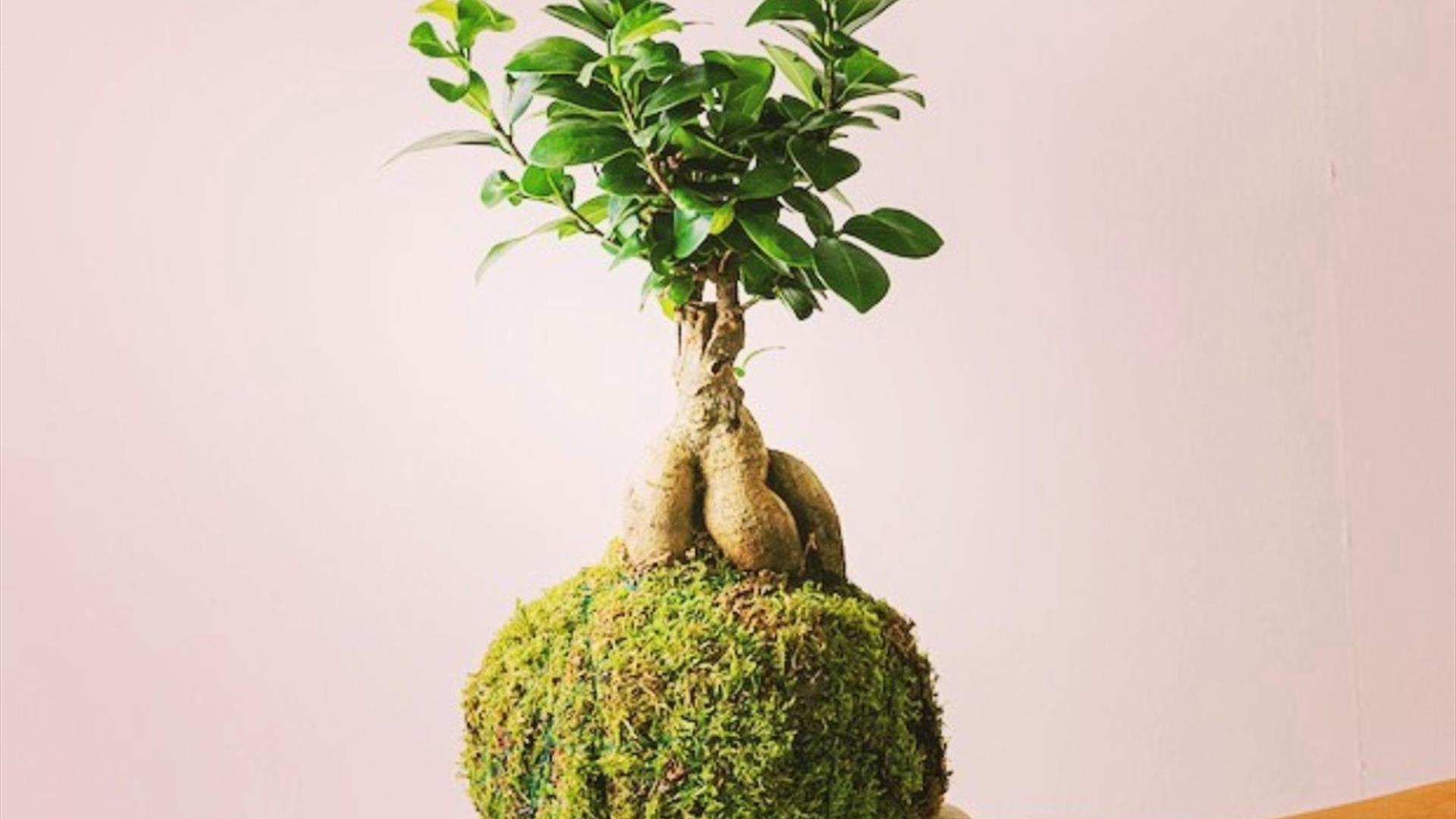 Kokedama