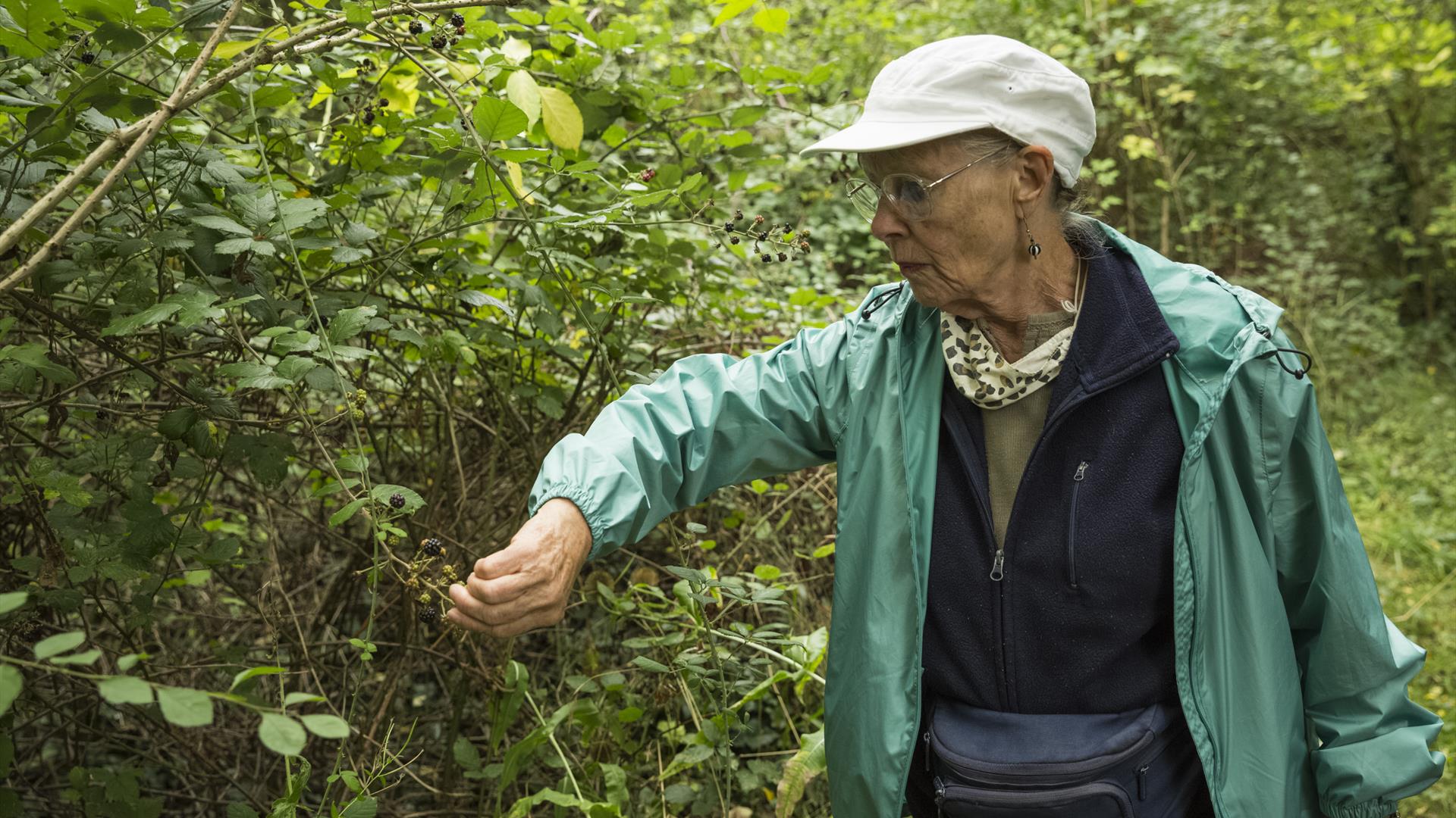 Lady picking berries from bush