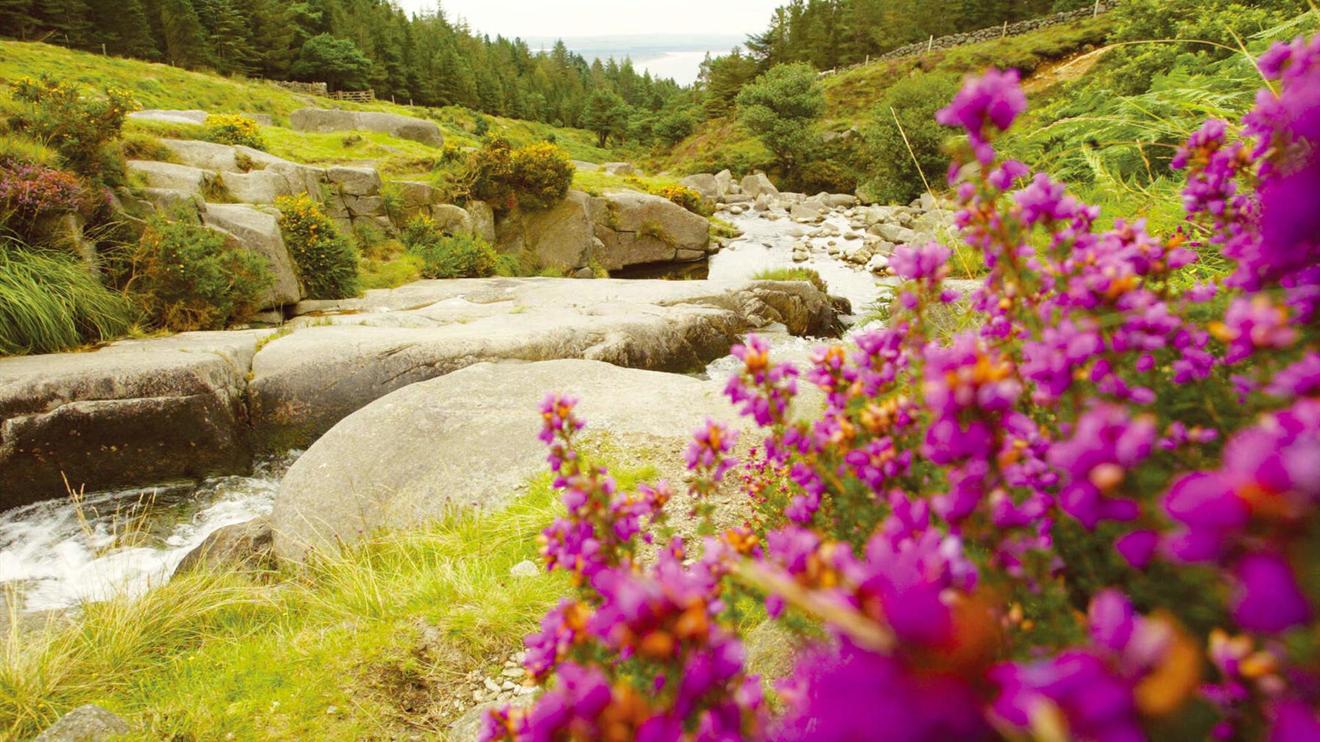 Donard Forest Newcastle