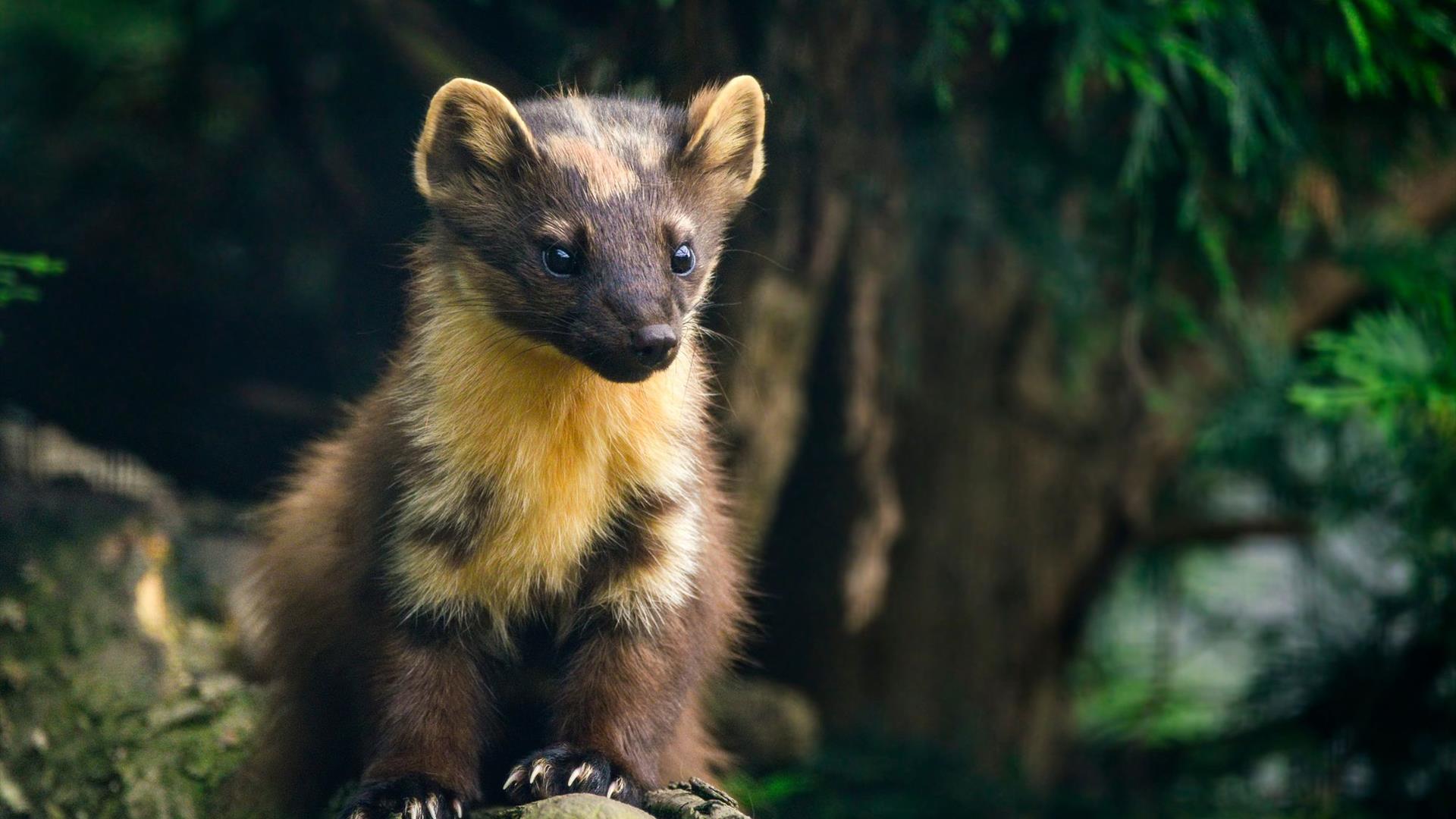 Pine martin sitting on a log