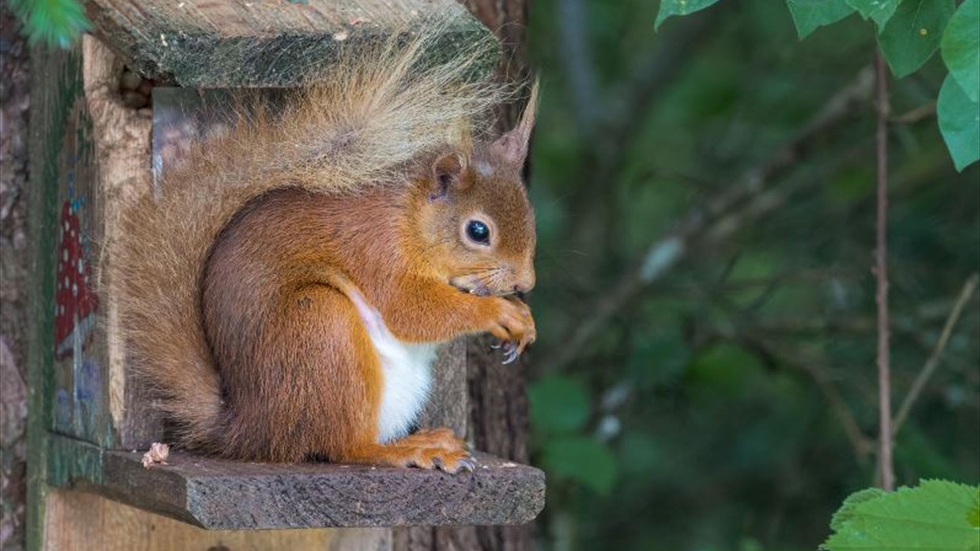 Red Squirrel