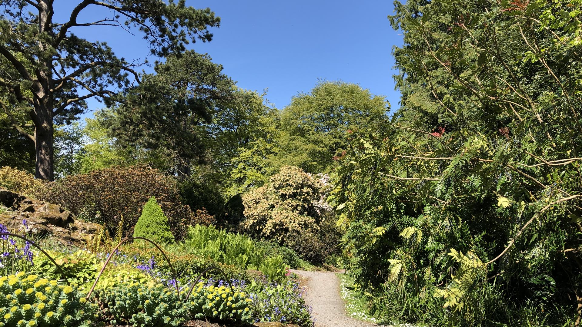 A stoney path, through an area of green trees in Rowallane Garden