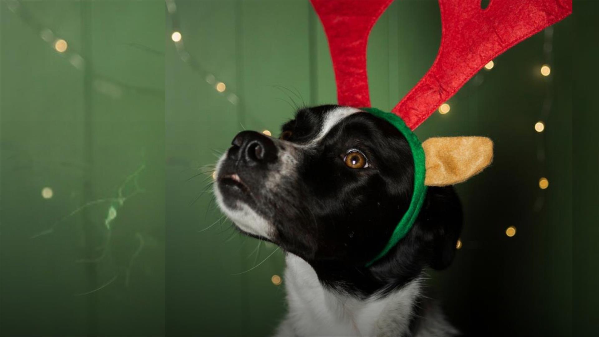 Santa Paws at Montalto