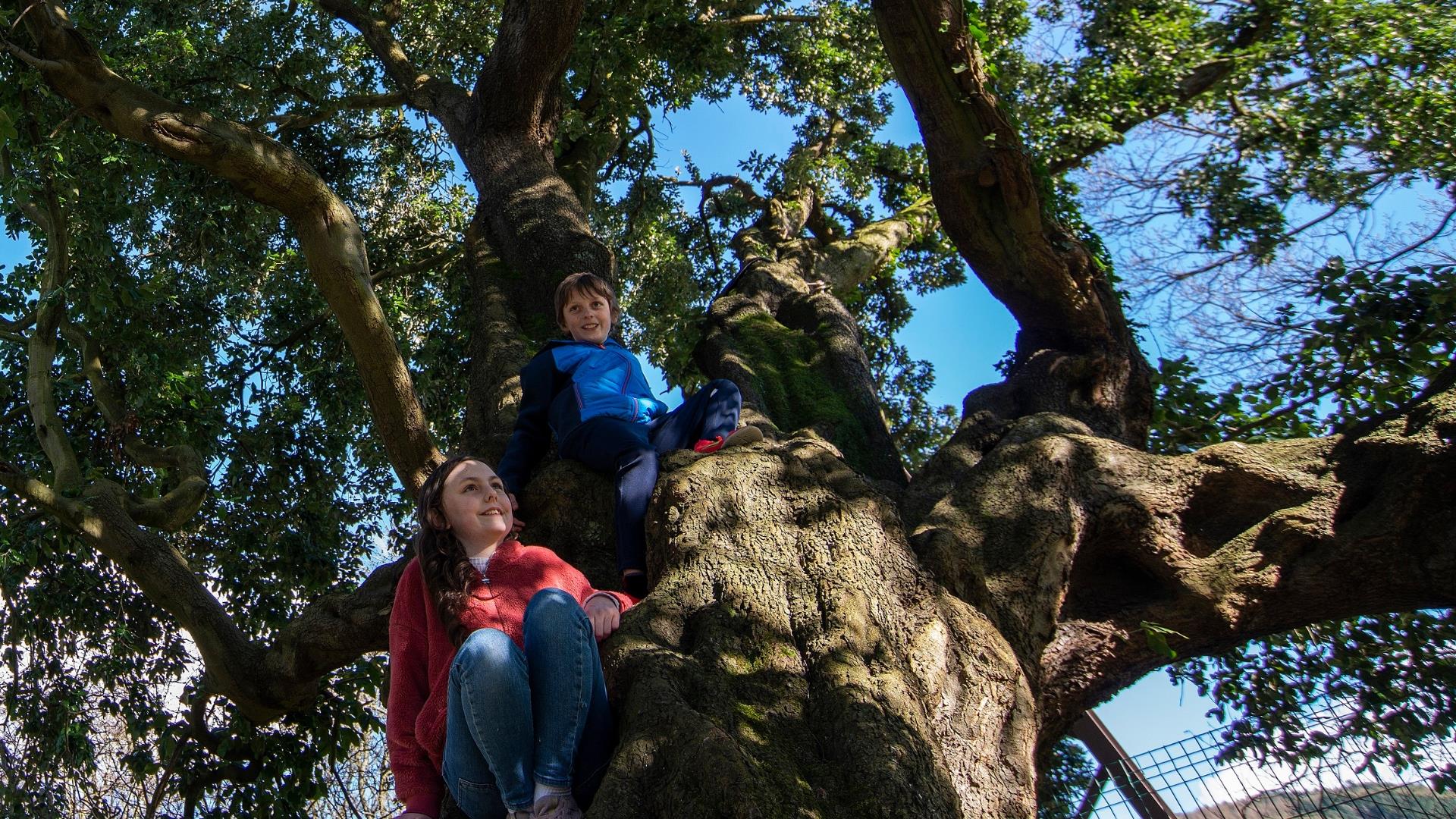 A boy and a girl sitting up in the 'Old Holmer' oak tree in Kilbroney Park.