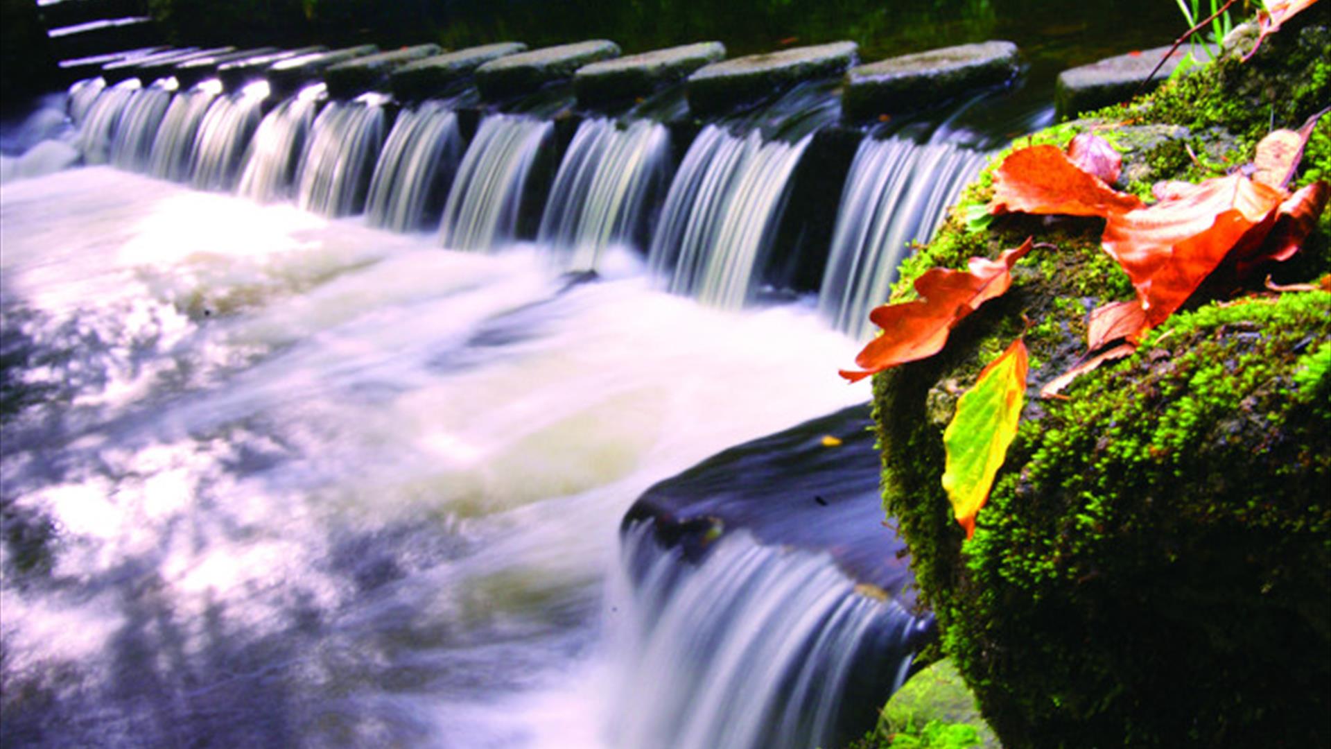 Shimna River, Newcastle