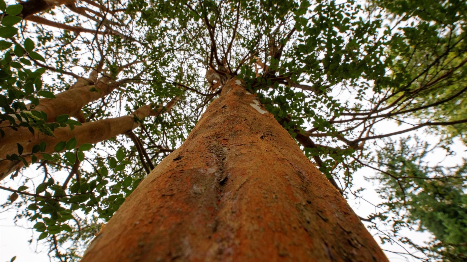 Photo taken looking up a tree trunk  at the canopy.