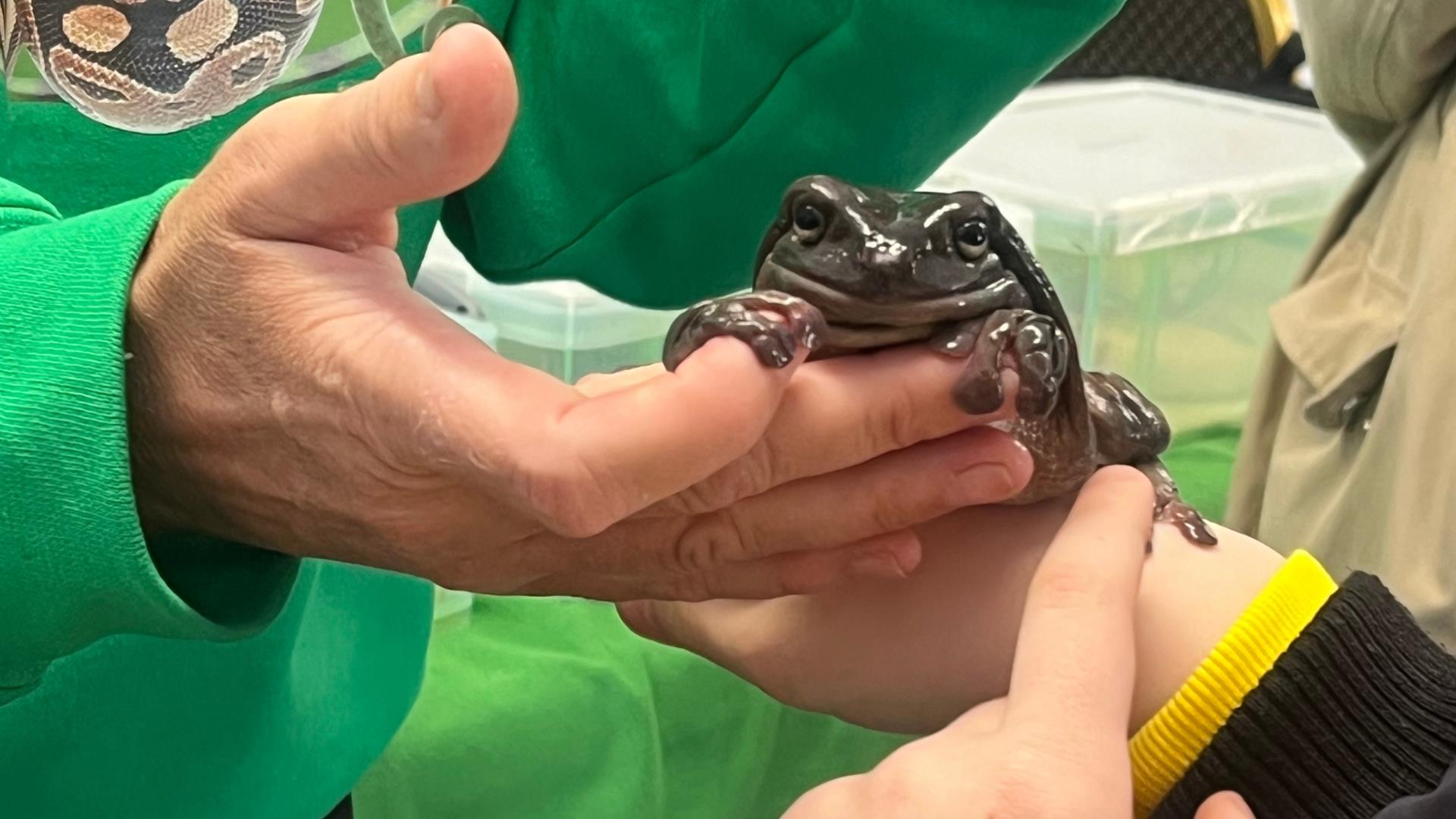 An up close picture of a frog being held in two people's hands, at the Wonders of Wildlife event in Slieve Gullion Forest Park.