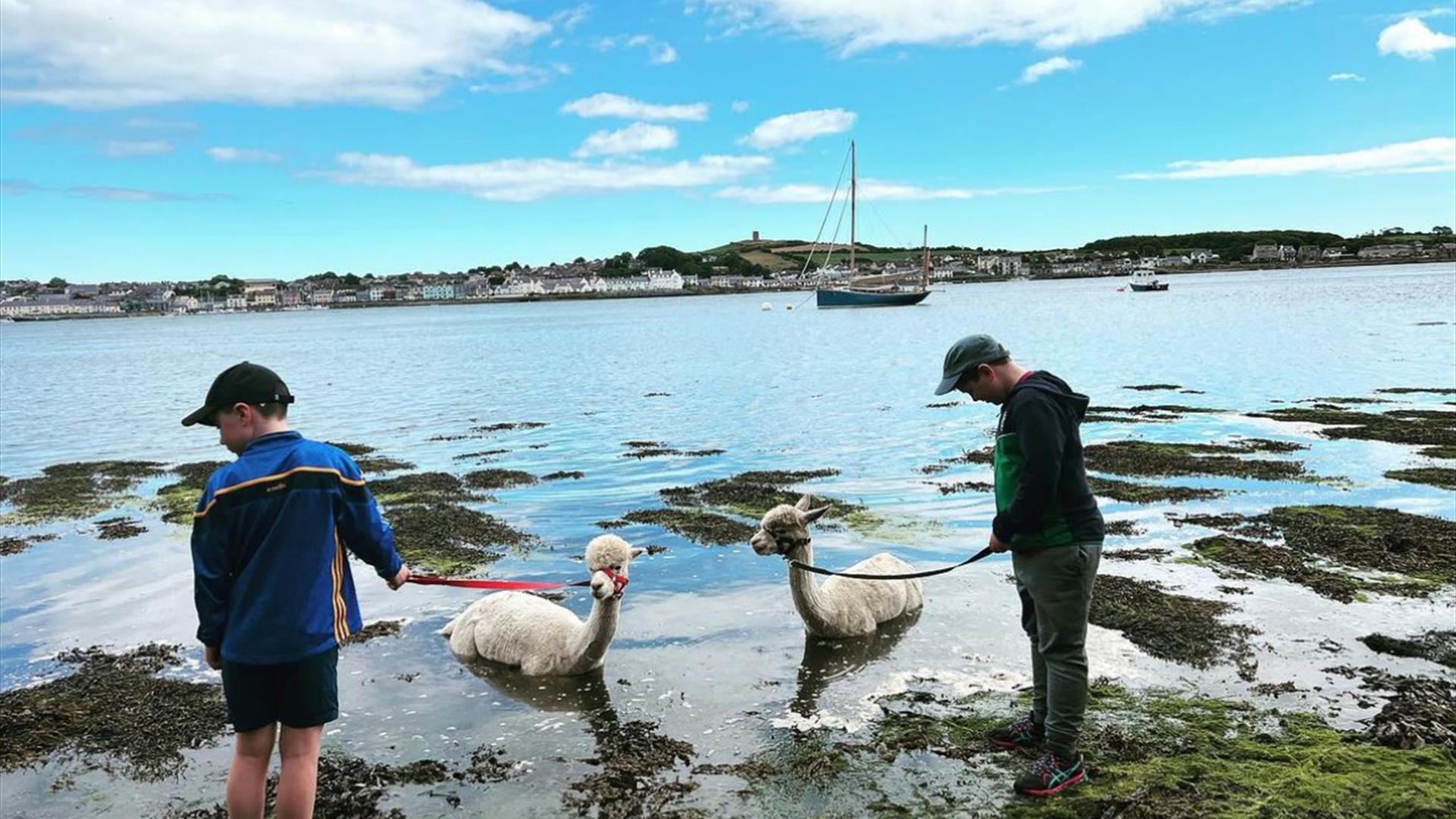 Strangford Bay Alpacas