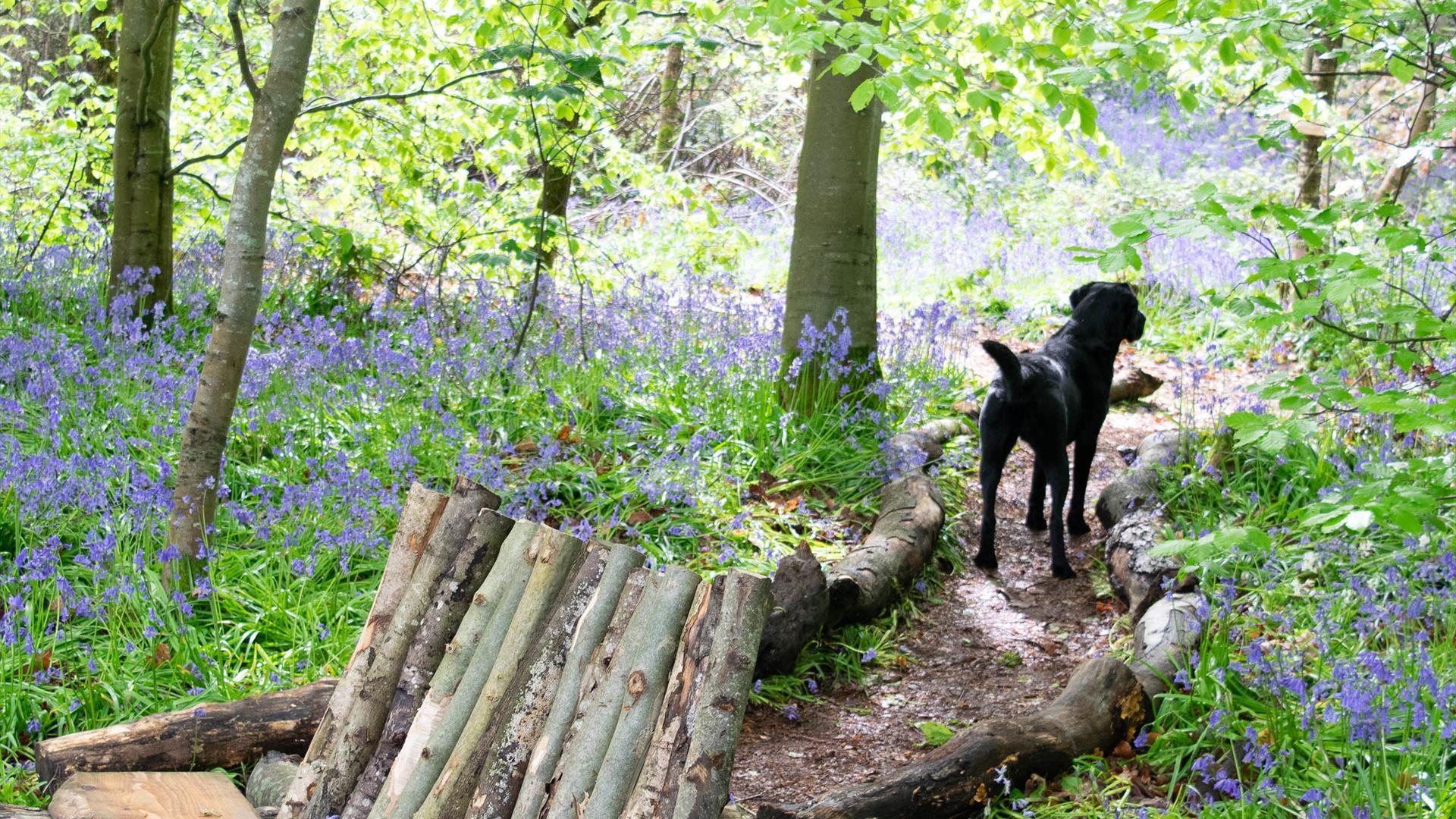 Camp chair made from logs and found wood materials. A black dog walks on a path surrounded by bluebells in the background.