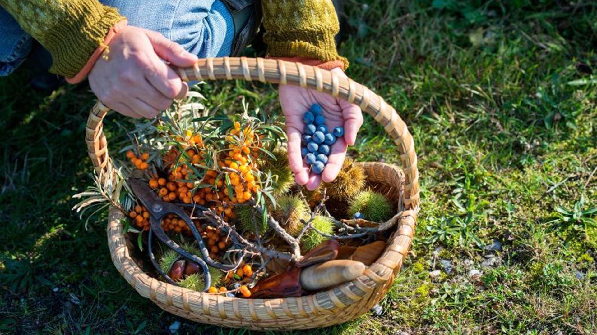 Foraging Photo