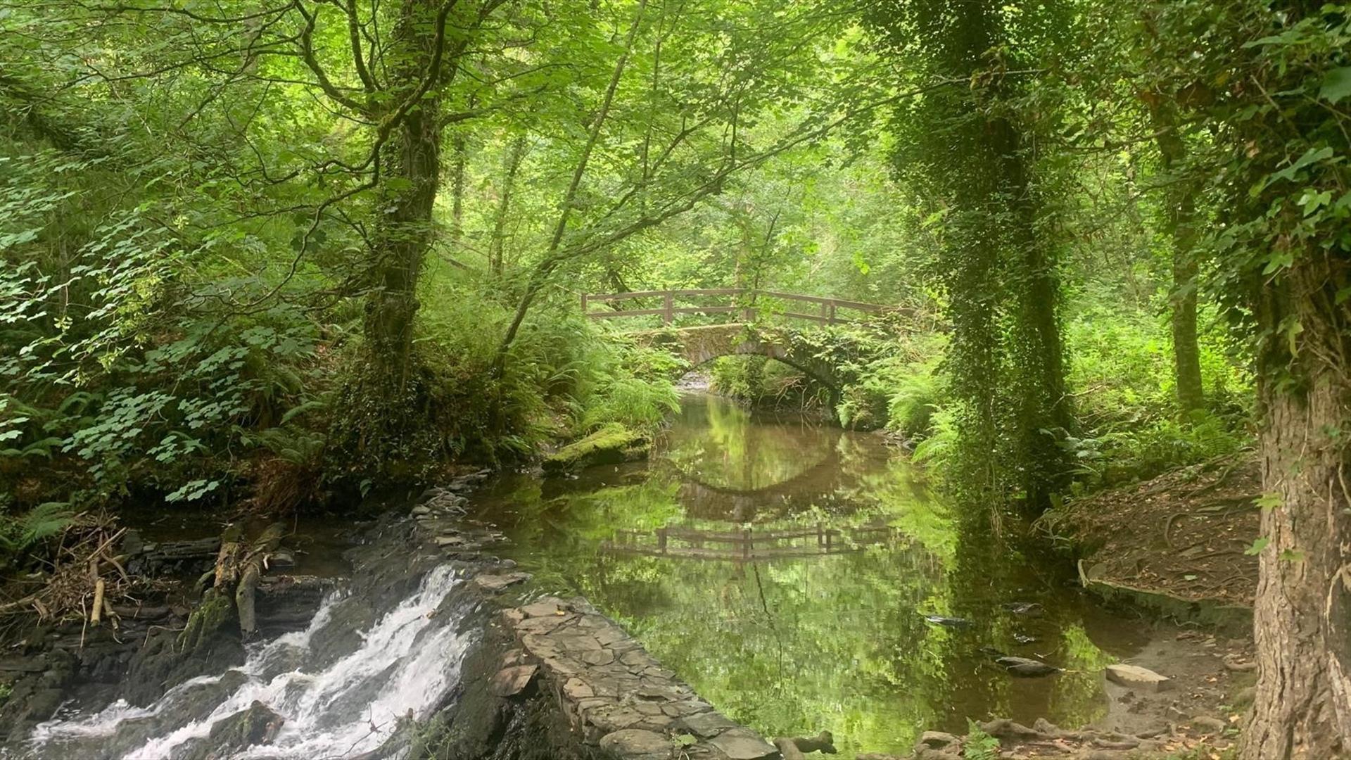 Image of green forest with water and bridge