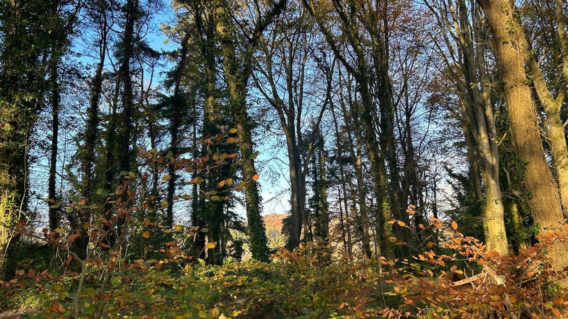 Image of trees