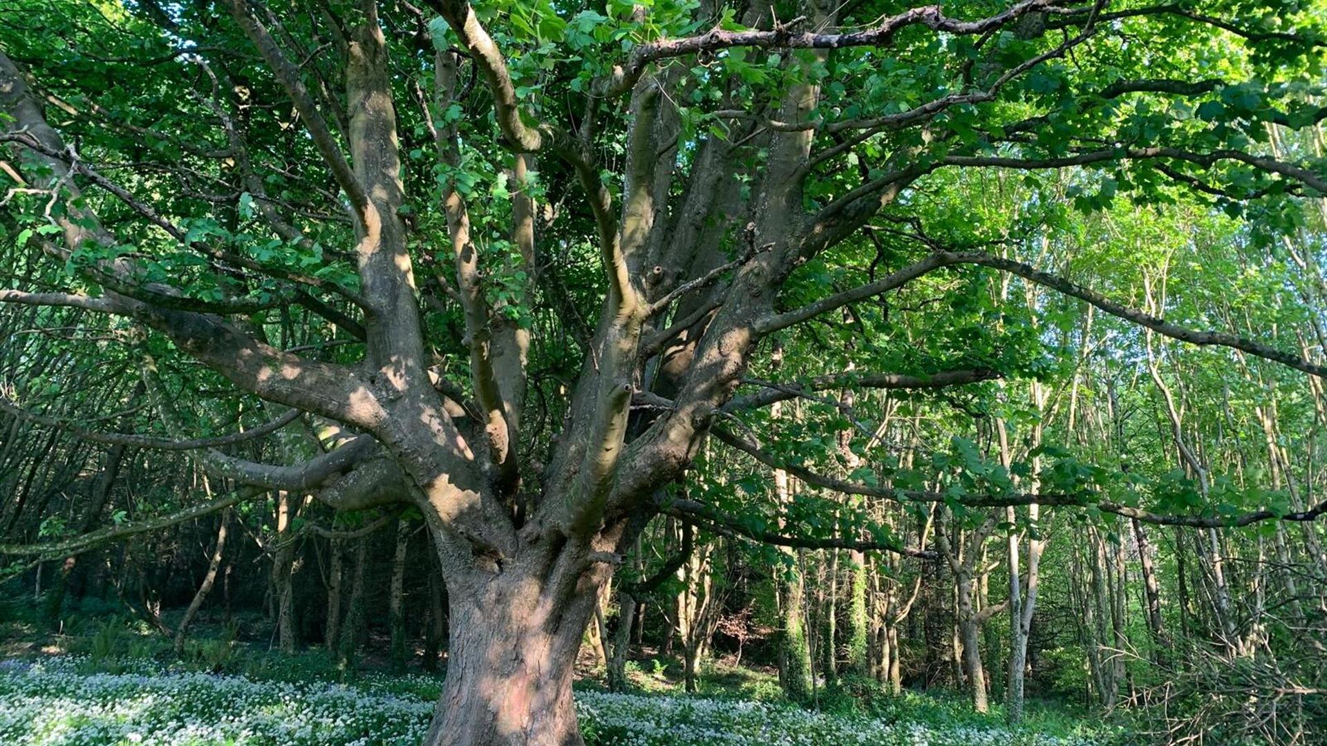 An oak tree in a forest