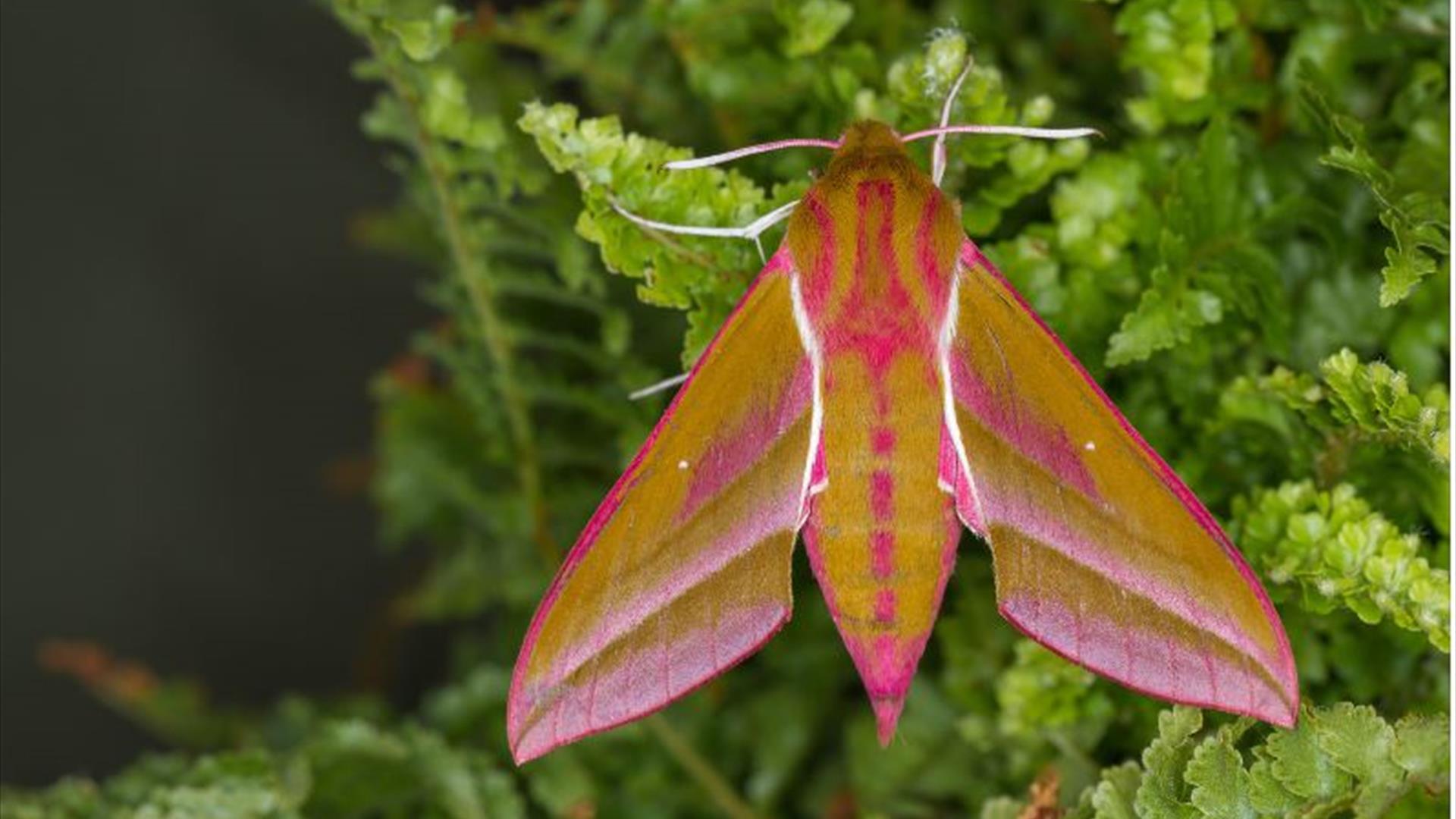 Elephant Hawk Moth