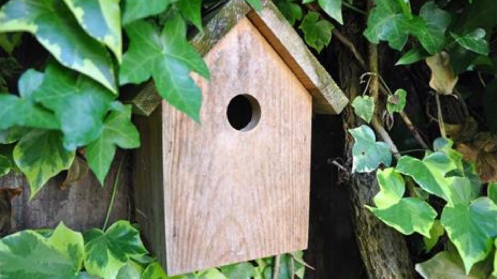 Nest box in Castlewellan Forest Park