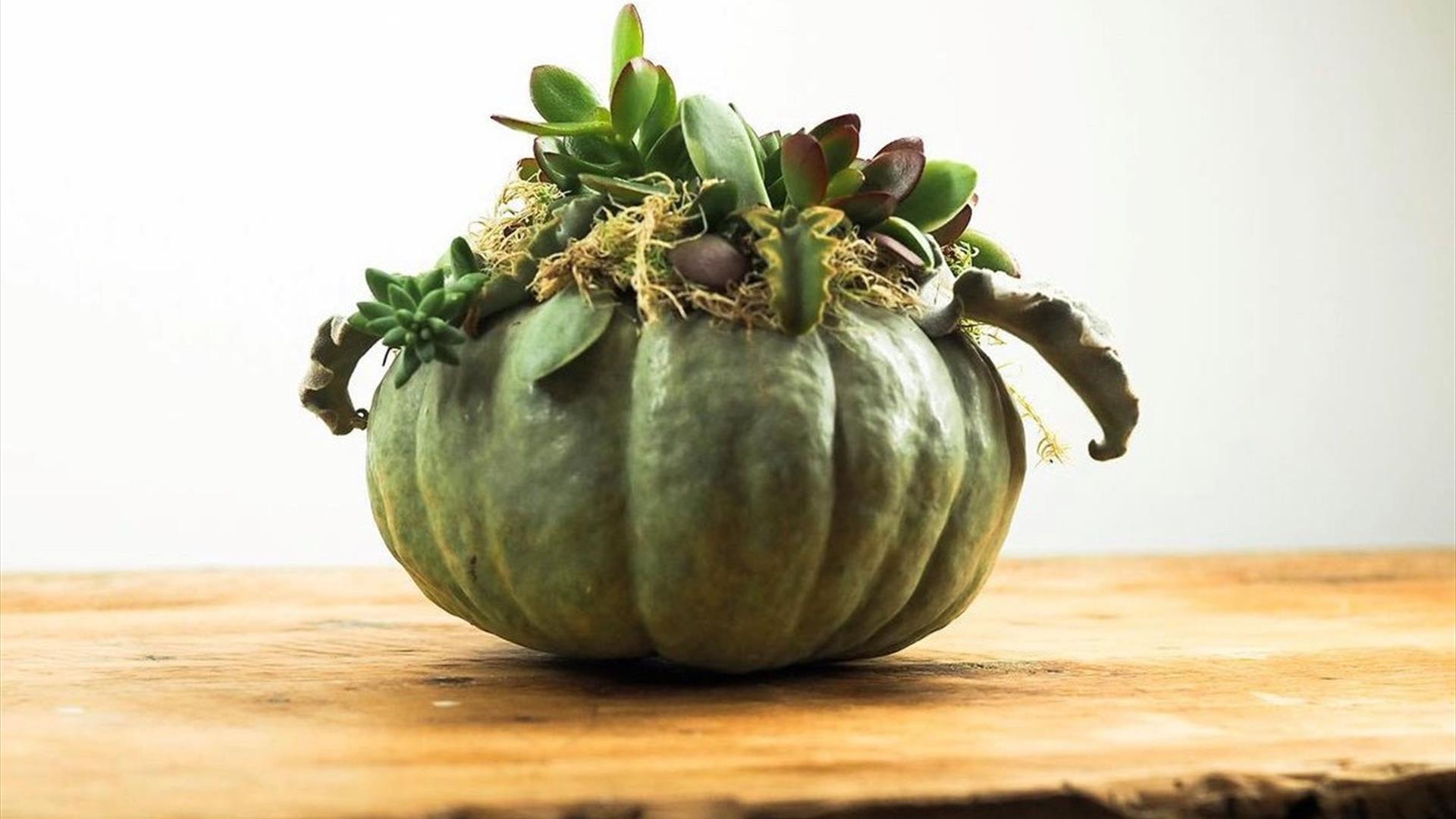 Pumpkin Succulent Planters