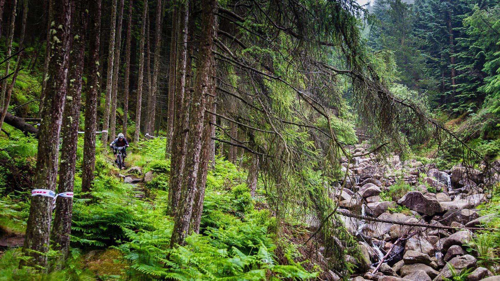 Mountain biker in forest