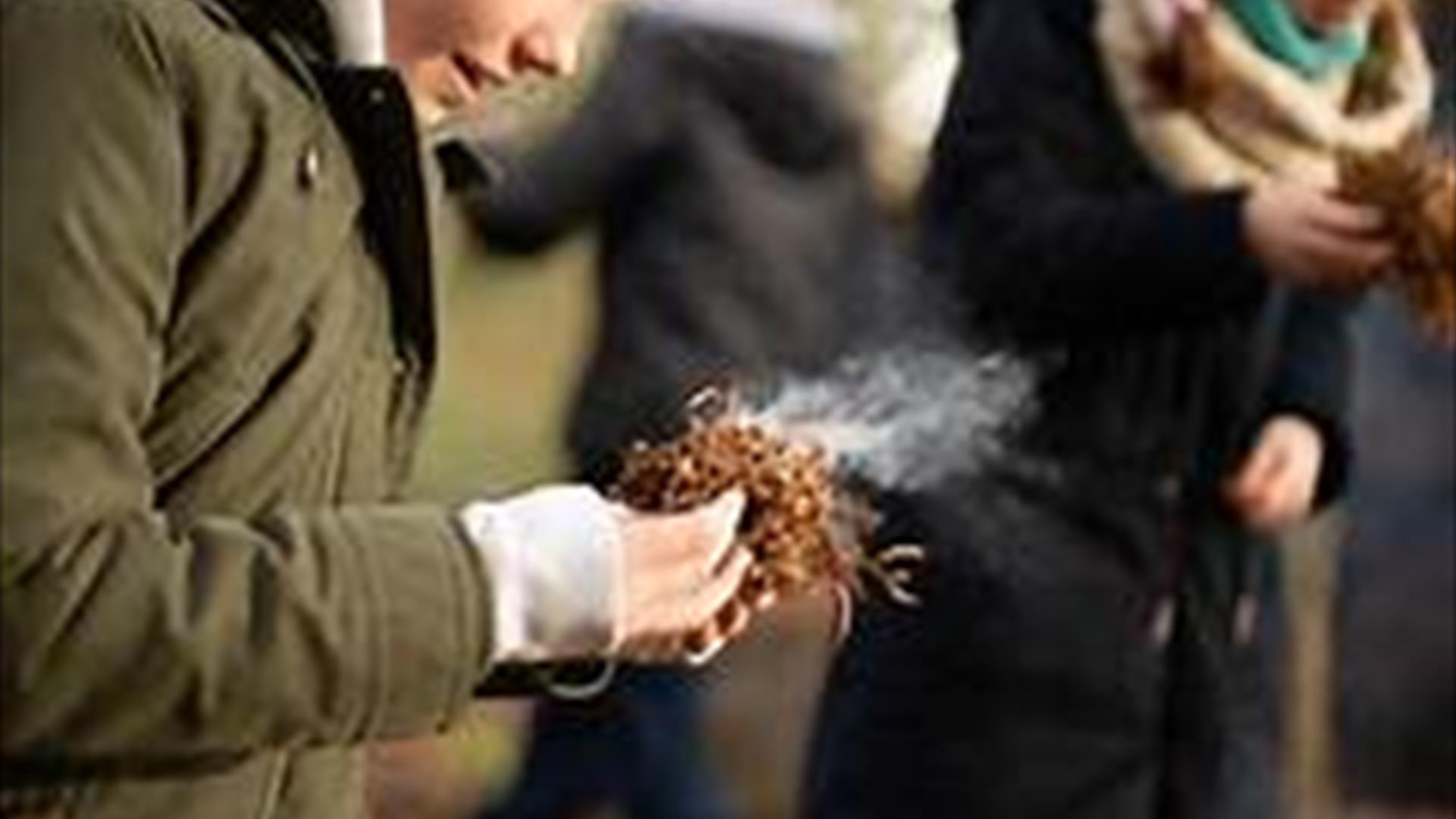 Family Bushcraft Session 1