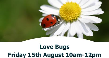 love bug