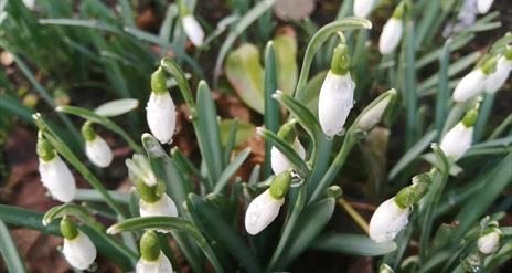 snowdrops