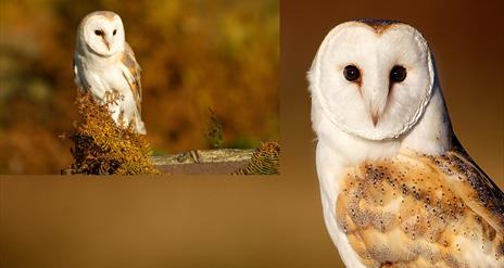 Barn Owl
