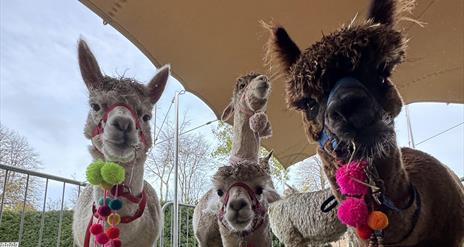 Four Alpacas in enclosure looking at camera