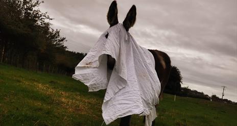 Donkey dress up as ghost