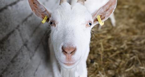 Goat