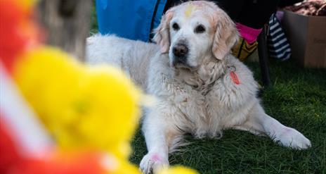 Dog at Rowallane Garden