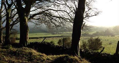 View through trees