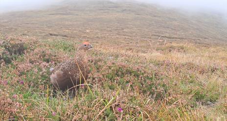 A Walk from Leitrim Lodge