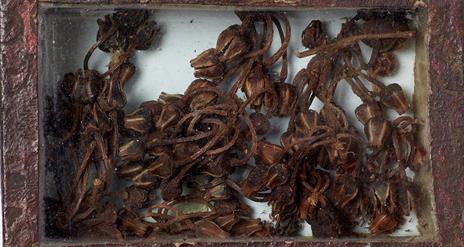 Image of a box with Lyonia lucida, Ericaceae, from North America, which is part of Natural History Museum's collection of vegetable substances. Image