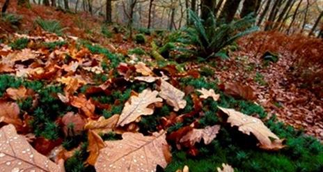 Rostrevor Forest