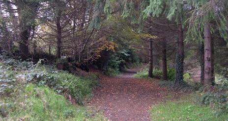 Ballymoyer Woodland