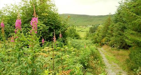 Drumkeeragh Forest Park