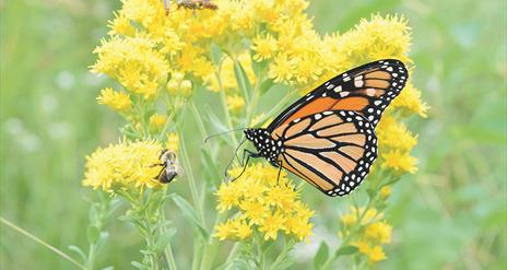 Jen Farrar: A Journey into the Amazing Mini Jungle Around us!