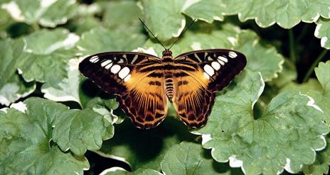 Seaforde Gardens and Tropical Butterfly House