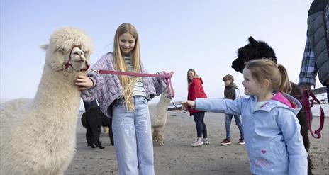 Cranfield Alpacas Experience