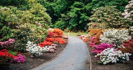 Ballynahinch In Bloom Walking Garden Tour
